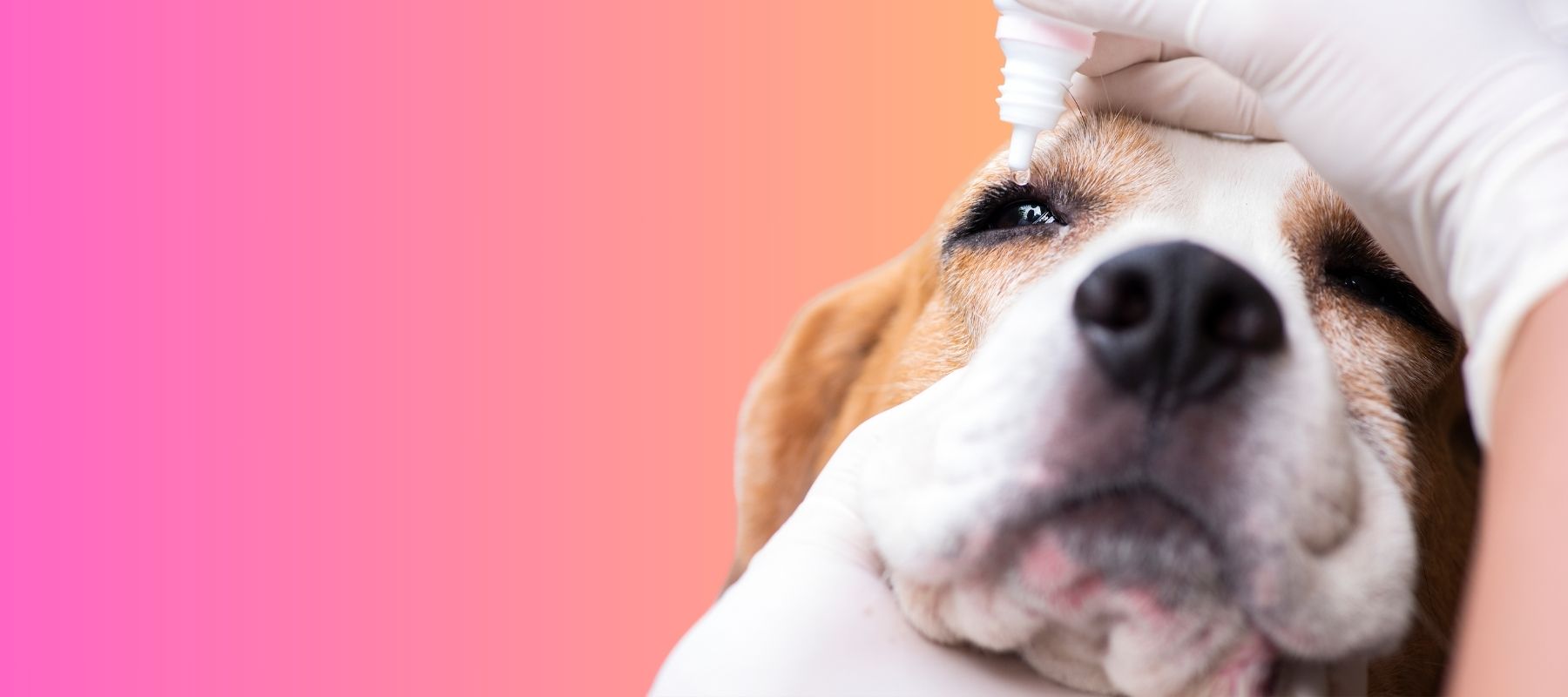 Dog Eye Care 101: How to Clean Dog Eye Boogers – SPARK PAWS