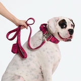 Leinen- und Kotbeutelhalter-Set - Fuchsia Camo