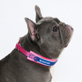 Snow Cone Collar||size:A,B
