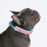 Pastel Icing Martingale Collar||size:A,B