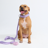Lilac Martingale Collar||size:C,D,E