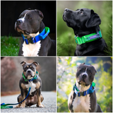Taktisches Halsband für große Hunde - Limewelle