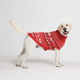 Gestrickter Hundepullover - Dasher Rot