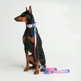Taktisches Hundehalsband - und Leinen-Set - Rosa-Blau