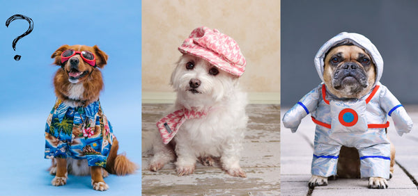 Do Dogs Like Wearing Clothes? Understand Their Comfort and Preferences