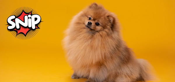 Signs Your Dog Needs to be Neutered