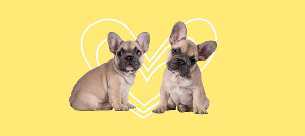 Guide For The First Time Puppy Owner