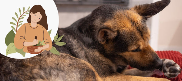 How To Stop Dog From Licking Paws: Home Remedy