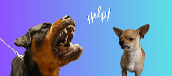 How To Stop Dogs From Fighting in the Same Household