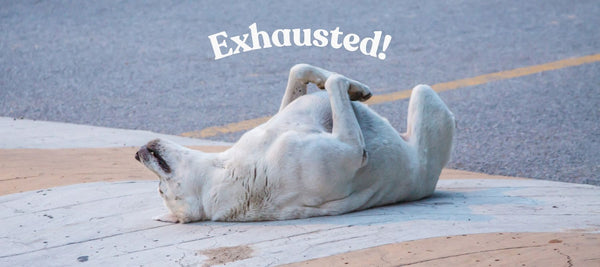 How To Tire Out a Dog Safely and Effectively