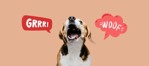 A Paw-sitive Approach: How to Train Dog Not to Bark at Other Dogs.