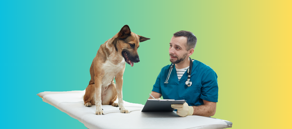 Warning Signs After Spaying a Dog