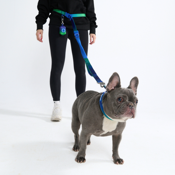 Lime Wave Neoprene Leash