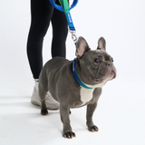 Lime Wave Neoprene Leash