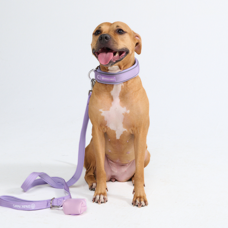 Lilac Martingale Collar||size:C,D,E