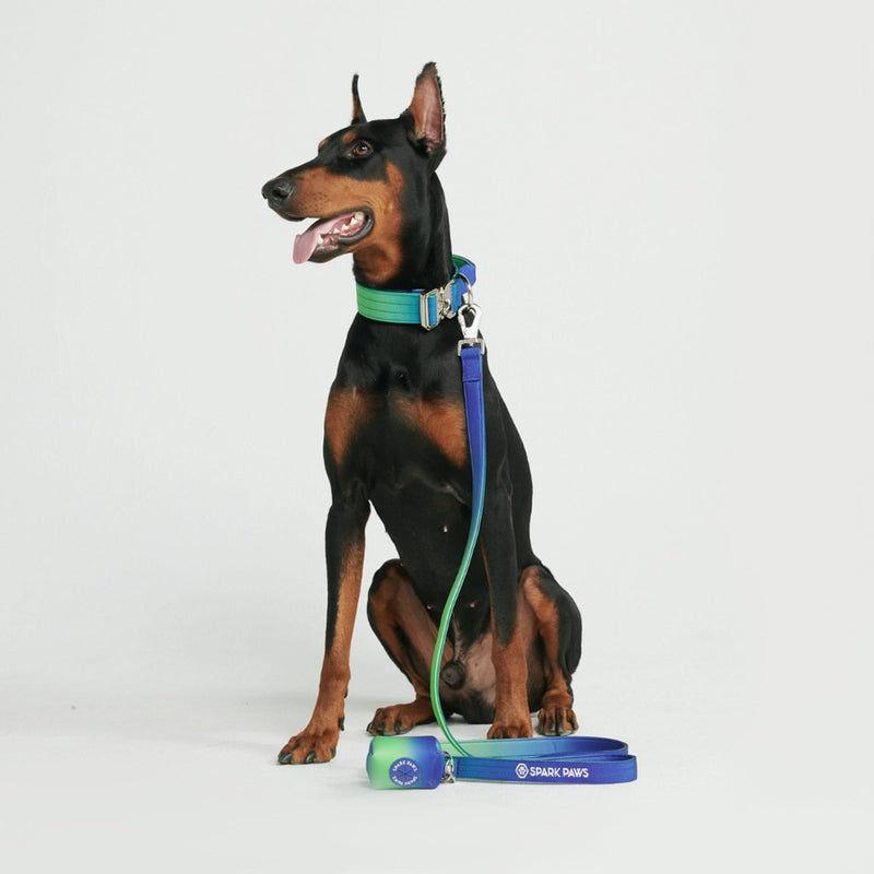 Taktisches Hundehalsband - und Leinen-Set - Limewelle
