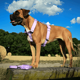 Komfort-Kontrolle No-Pull Hundegeschirr set - Flieder