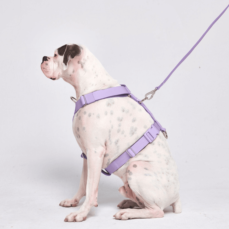 Komfort-Kontrolle No-Pull Hundegeschirr - Flieder