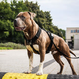 Komfort-Kontrolle No-Pull Hundegeschirr - Schwarz