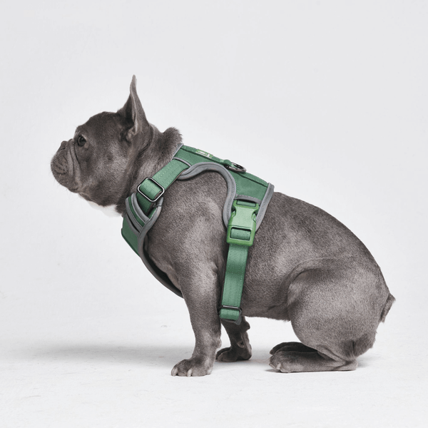 Comfort Control Geschirr für große Hunde - Grün