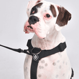 Komfort-Kontrolle No-Pull Hundegeschirr - Schwarz
