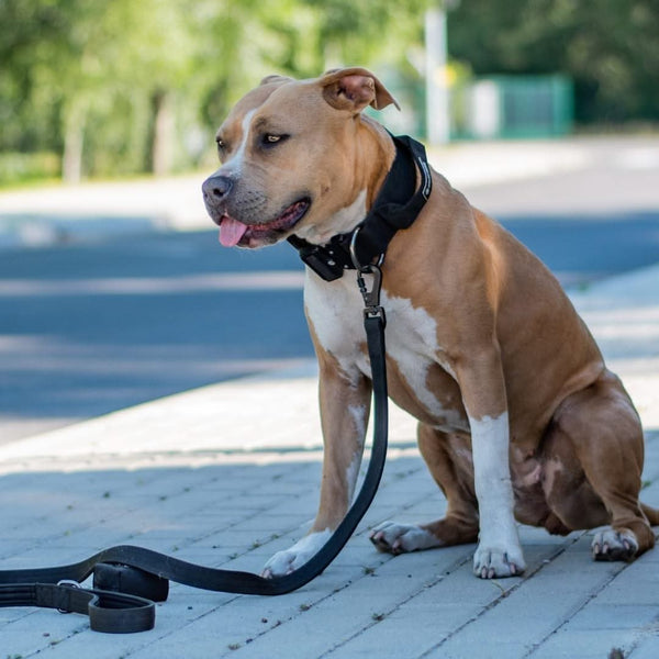 Taktisches Hundehalsband- und Leinen-Set - Schwarz