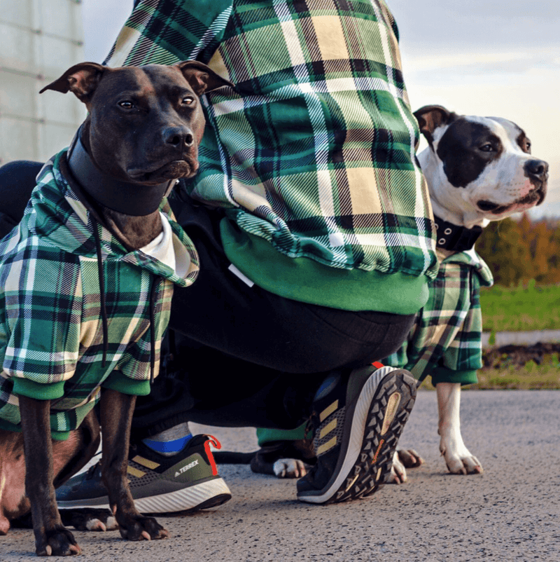 Grün-karierter Hunde Hoodie
