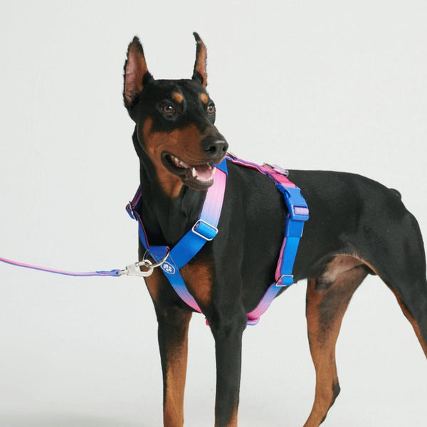 Komfort-Kontrolle No-Pull Hundegeschirr - Rosa-Blau