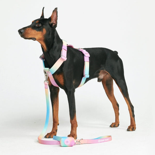 Komfort-Kontrolle No-Pull Hundegeschirr set - Pastellglasur