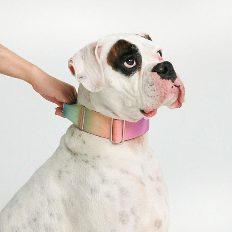 Taktisches Halsband für große Hunde - Pastellglasur